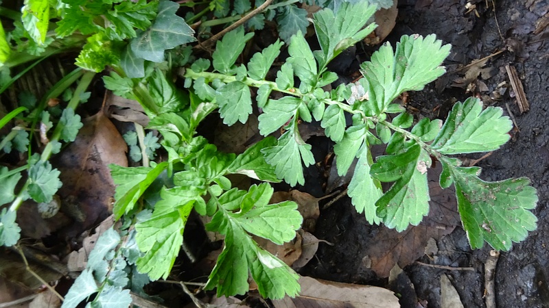 ダイコンソウ 横浜市旭区矢指町矢指市民の森