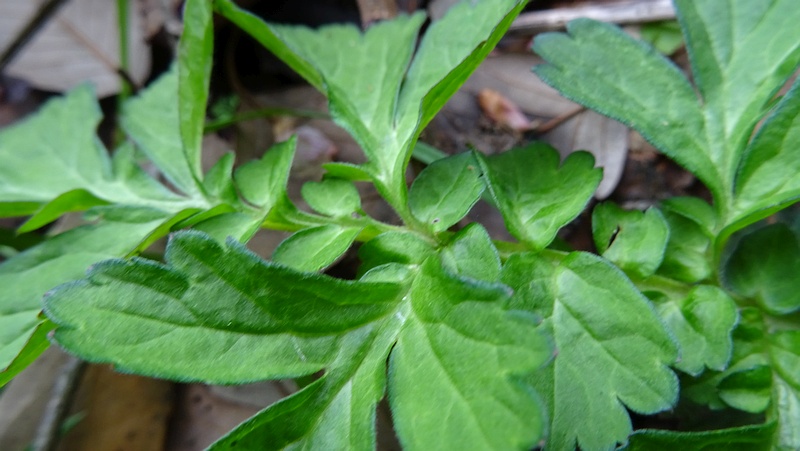 ダイコンソウ 横浜市旭区矢指町矢指市民の森