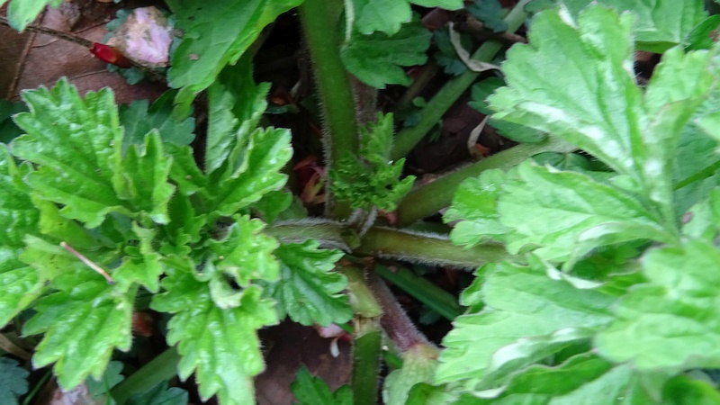 ダイコンソウ 横浜市旭区矢指町矢指市民の森