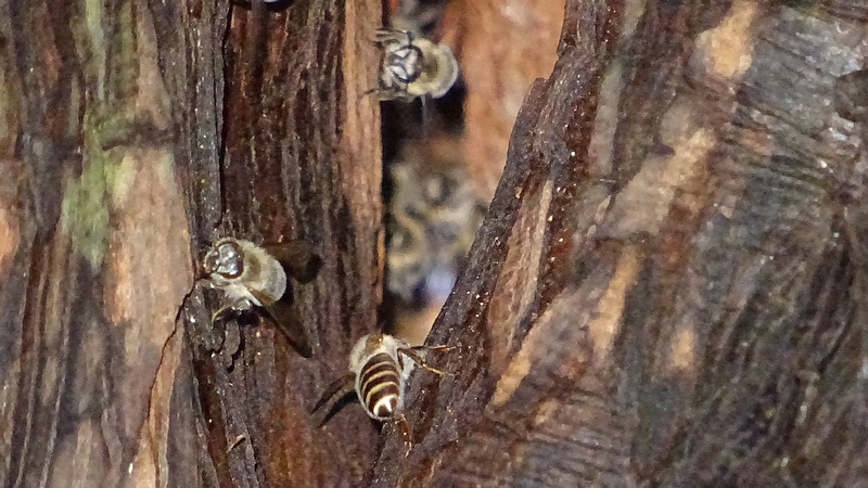 ニホンミツバチ 横浜市旭区矢指町矢指市民の森