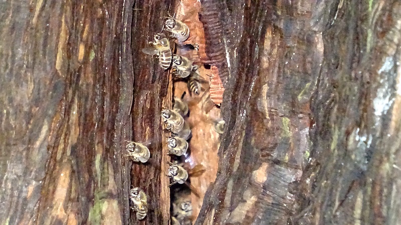 ニホンミツバチ 横浜市旭区矢指町矢指市民の森