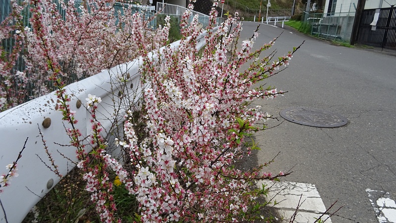 ユスラウメの花 横浜市旭区矢指町
