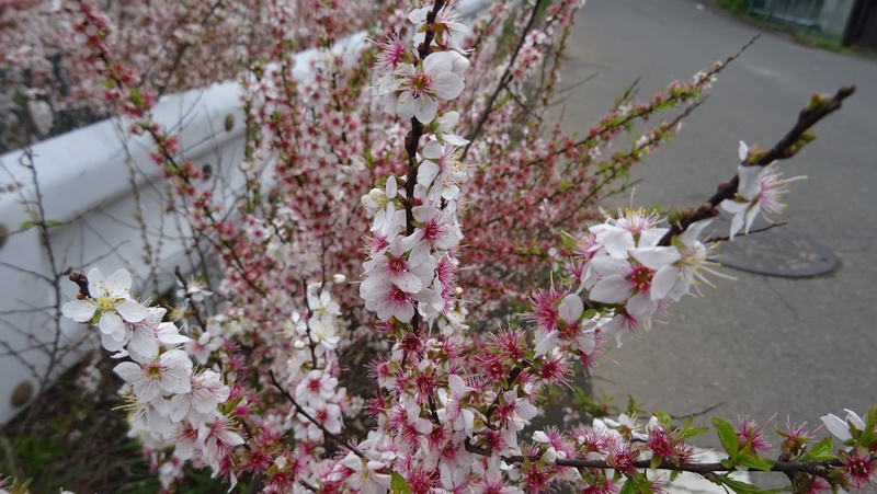 ユスラウメの花 横浜市旭区矢指町