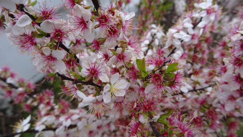 ユスラウメの花 横浜市旭区矢指町