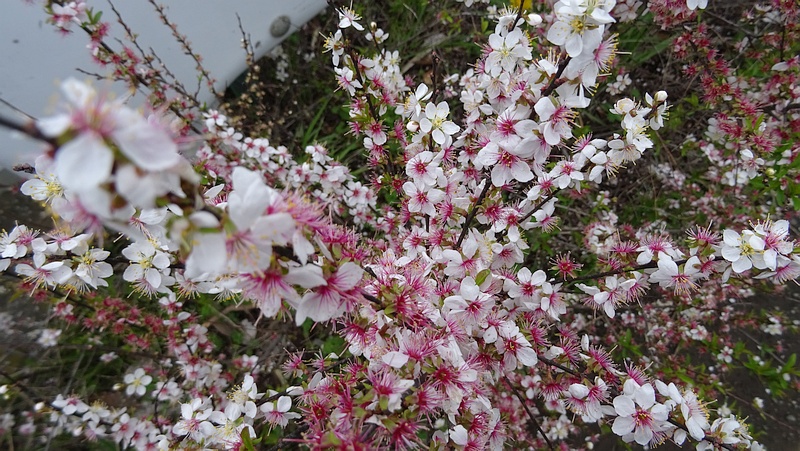 ユスラウメの花 横浜市旭区矢指町