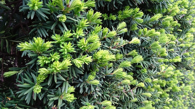 キャラボク 横浜市旭区下川井町