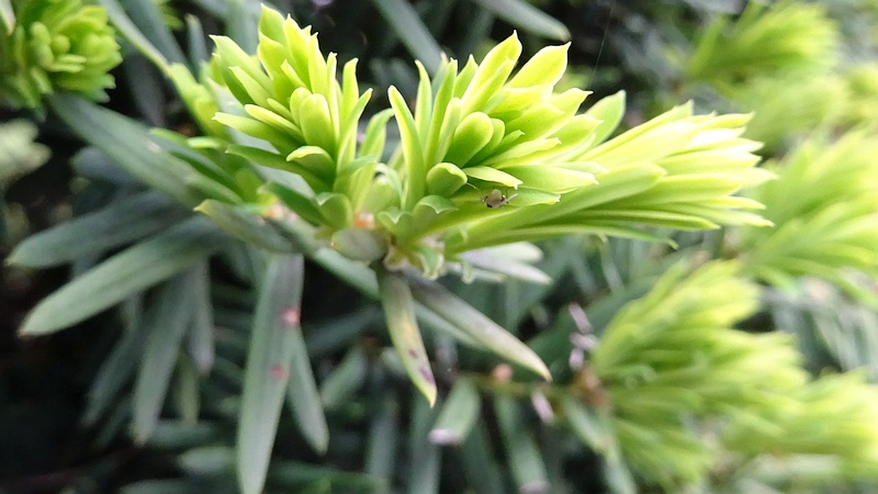 キャラボク 横浜市旭区下川井町