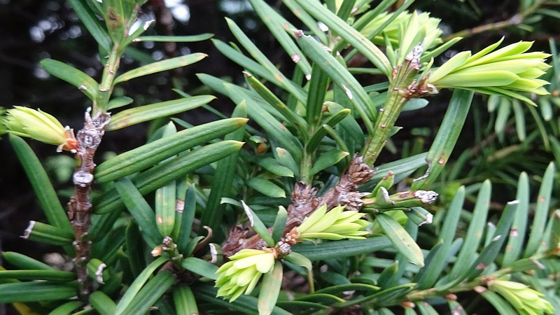 キャラボク 横浜市旭区下川井町