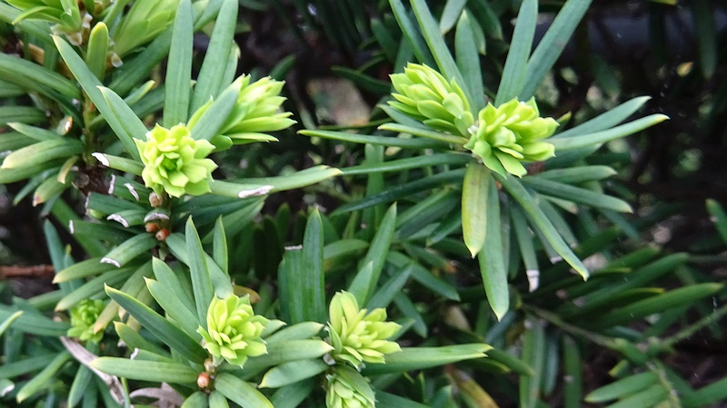 キャラボク 横浜市旭区下川井町