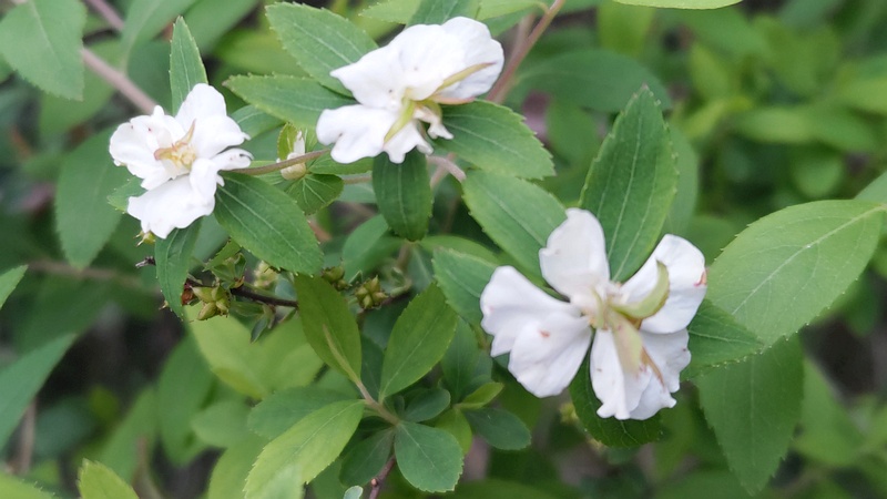 シロヤマブキの花 横浜市旭区下川井町