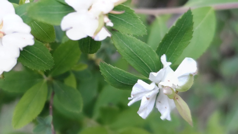 シロヤマブキの花 横浜市旭区下川井町