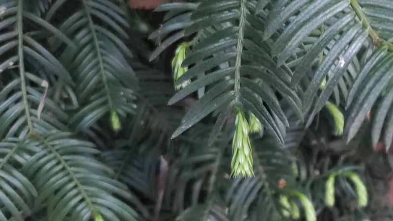 イヌガヤの芽 横浜市旭区下川井町