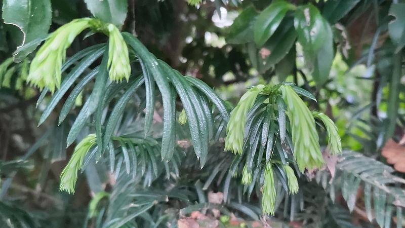 イヌガヤの芽 横浜市旭区下川井町