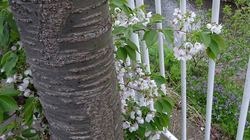 カンザンのオオシマザクラの花 横浜市旭区今宿南町