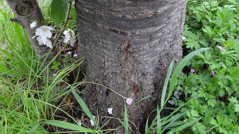 カンザンのオオシマザクラの花 横浜市旭区今宿南町