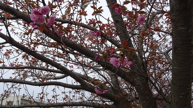 カンザンの花 横浜市旭区今宿南町