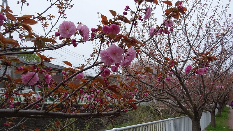 カンザンの花 横浜市旭区今宿南町