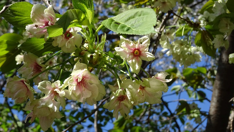 ウコンザクラの花 川崎市幸区さいわいふるさと公園