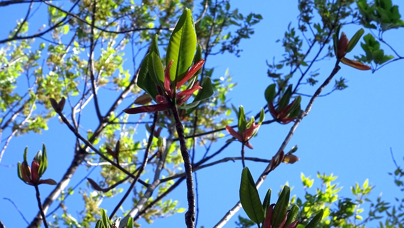 ホオノキの芽吹き 川崎市幸区さいわいふるさと公園