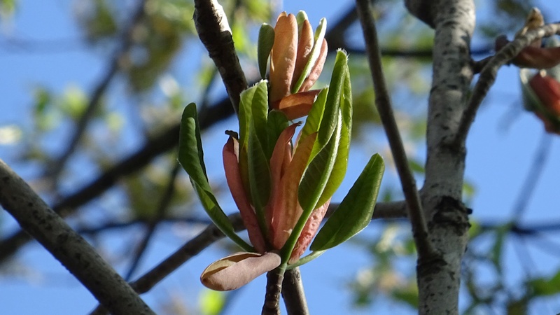 ホオノキの芽吹き 川崎市幸区さいわいふるさと公園