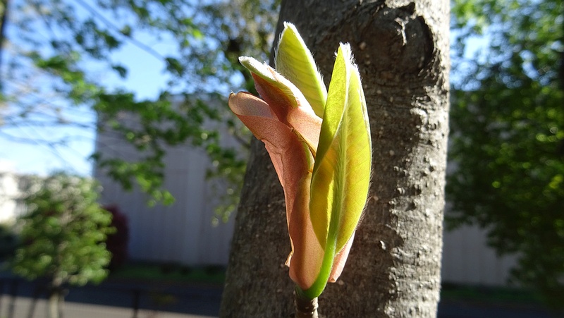 ホオノキの芽吹き 川崎市幸区さいわいふるさと公園