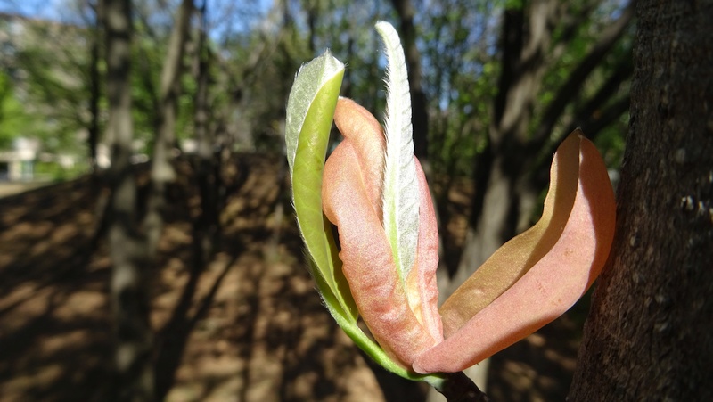 ホオノキの芽吹き 川崎市幸区さいわいふるさと公園