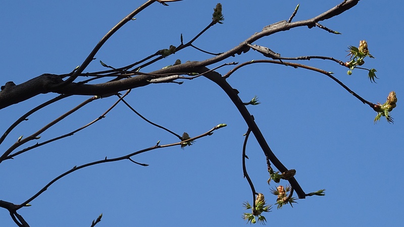 モミジバフウの蕾 川崎市幸区創造のもり