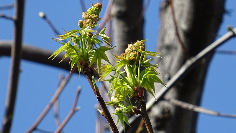 モミジバフウの蕾 川崎市幸区創造のもり