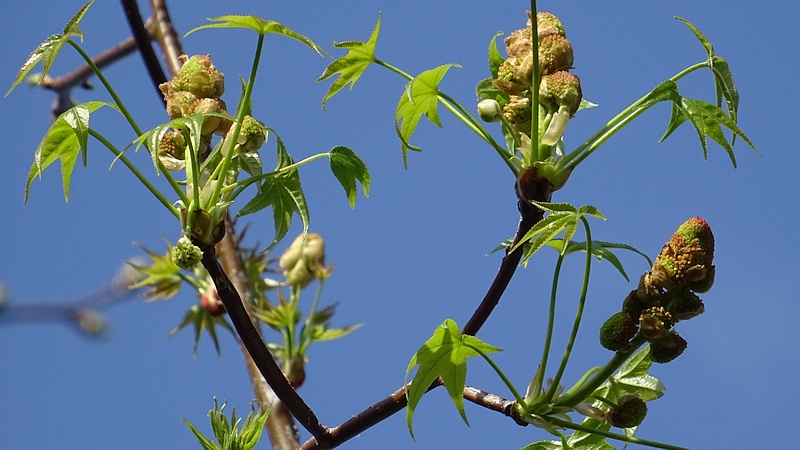 モミジバフウの蕾 川崎市幸区創造のもり