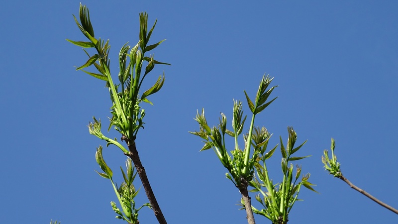 ハゼノキの蕾 川崎市幸区創造のもり
