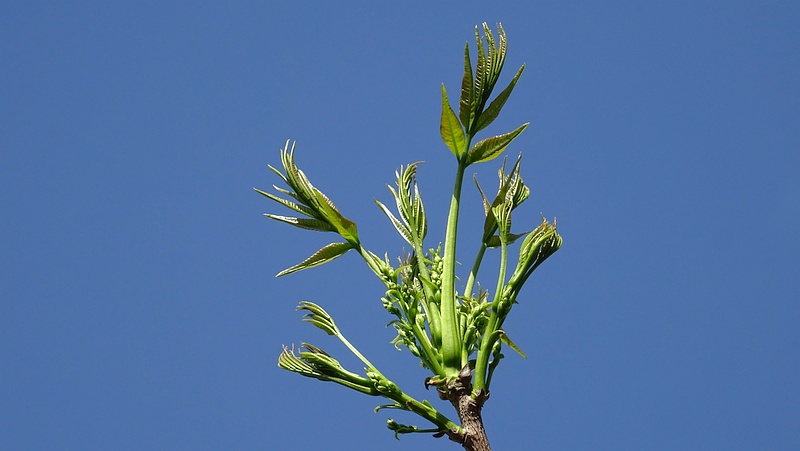 ハゼノキの蕾 川崎市幸区創造のもり