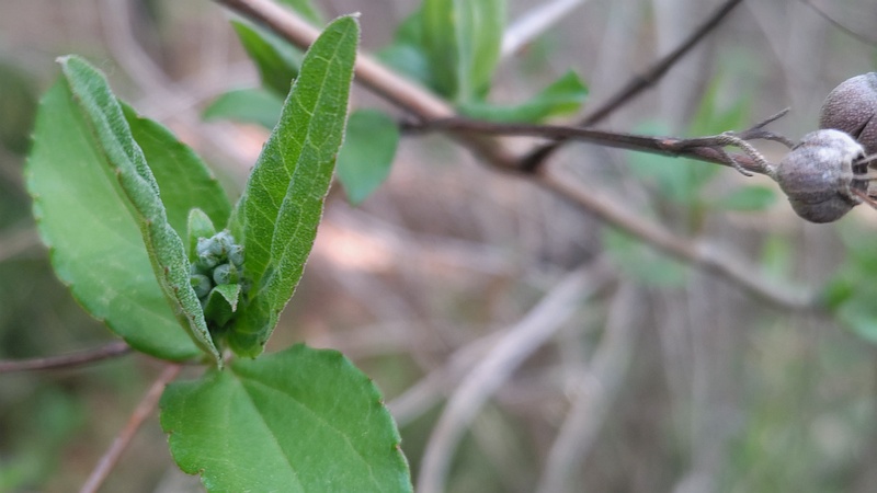 サラサウツギの芽吹き 川崎市幸区