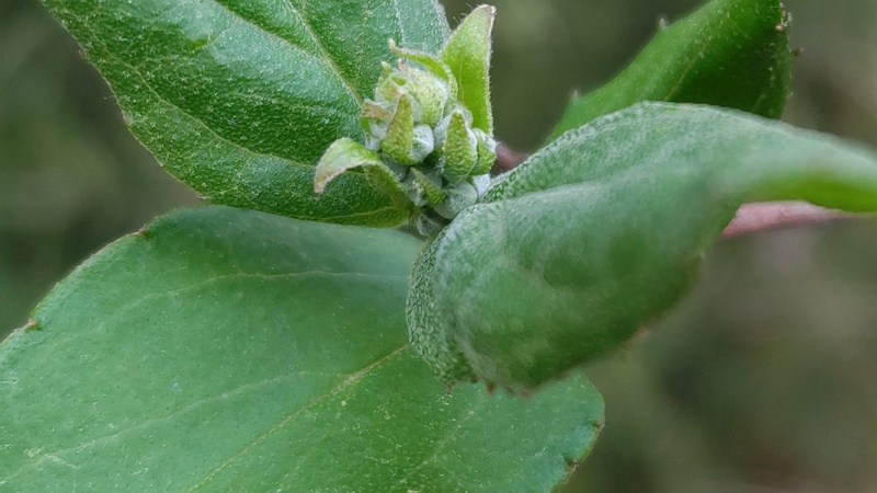 サラサウツギの芽吹き 川崎市幸区
