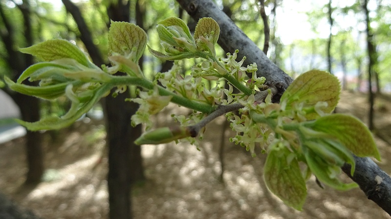 コクサギの雄花 川崎市幸区さいわいふるさと公園