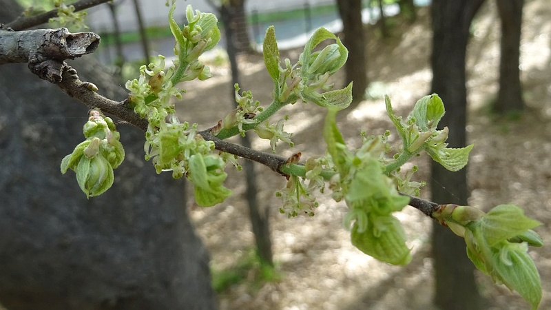 コクサギの雄花 川崎市幸区さいわいふるさと公園