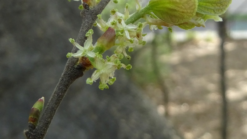コクサギの雄花 川崎市幸区さいわいふるさと公園