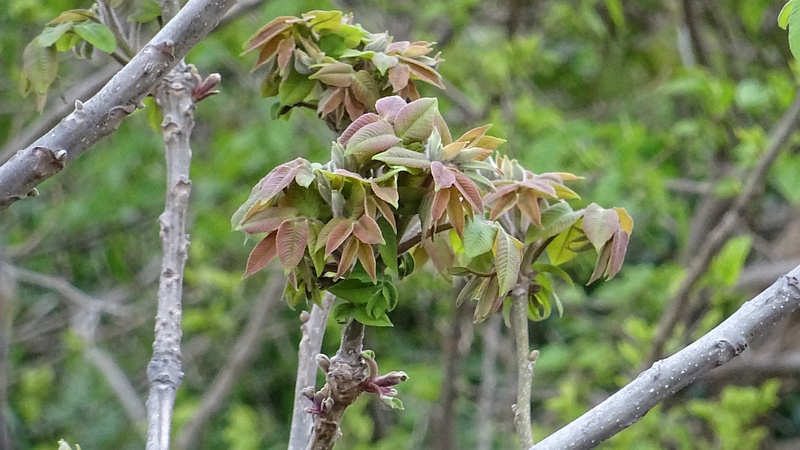 オニグルミの芽吹き 横浜市旭区今宿南町