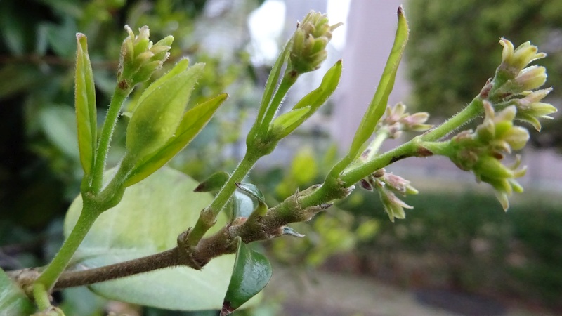 テイカカズラの蕾 川崎市幸区創造のもり