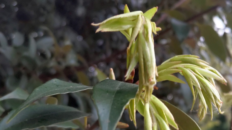 シラカシの芽吹き 川崎市幸区さいわいふるさと公園