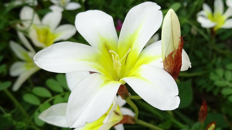 スイセンアヤメの花 横浜市旭区今宿南町