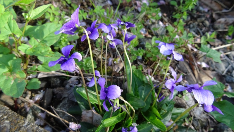 スミレの花 横浜市旭区今宿南町