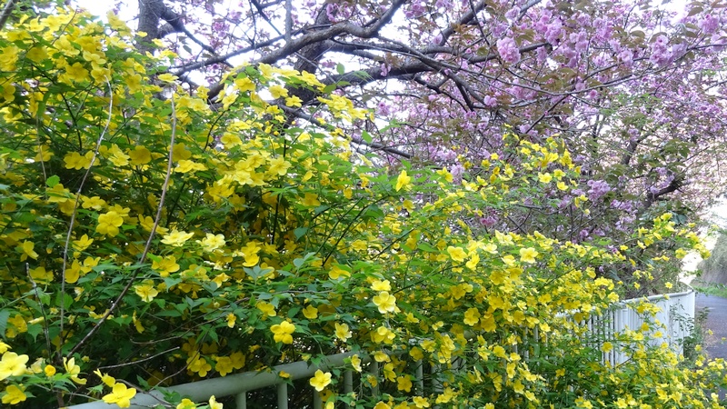 カンザンとヤマブキの花 横浜市旭区今宿南町