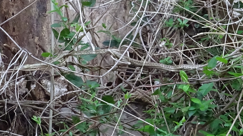 シマヘビ 横浜市旭区今宿南町