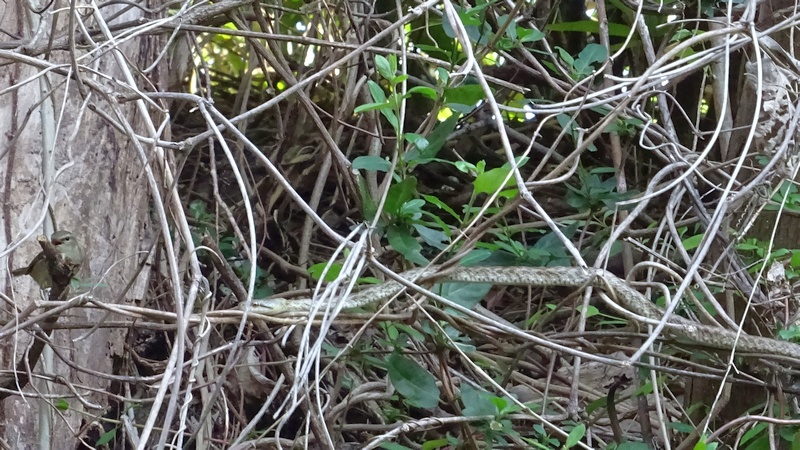 ウグイスとシマヘビ 横浜市旭区今宿南町