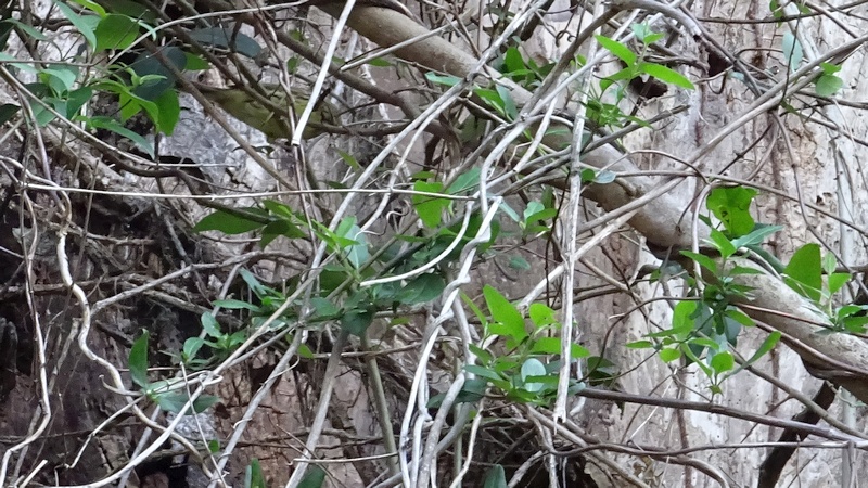 アオジ 横浜市旭区今宿南町
