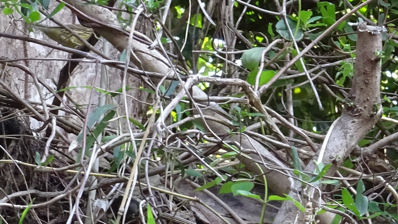 アオジ 横浜市旭区今宿南町