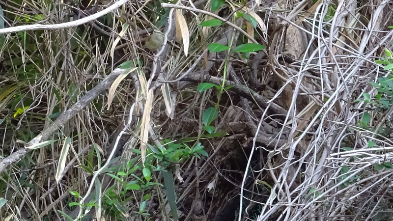ウグイス 横浜市旭区今宿南町