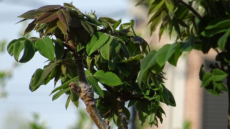 オニグルミの芽吹き 横浜市旭区今宿南町