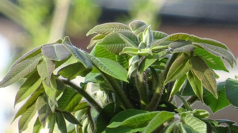 オニグルミの芽吹き 横浜市旭区今宿南町