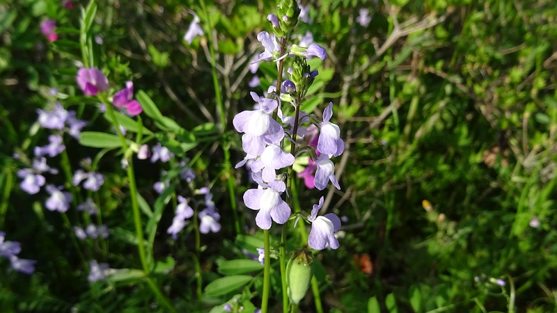 マツバウンランの花 横浜市旭区今宿南町帷子川緑道